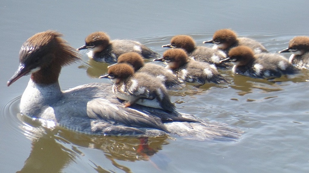 Goosander (Mergus merganser)