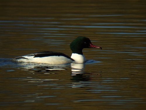 Goosander