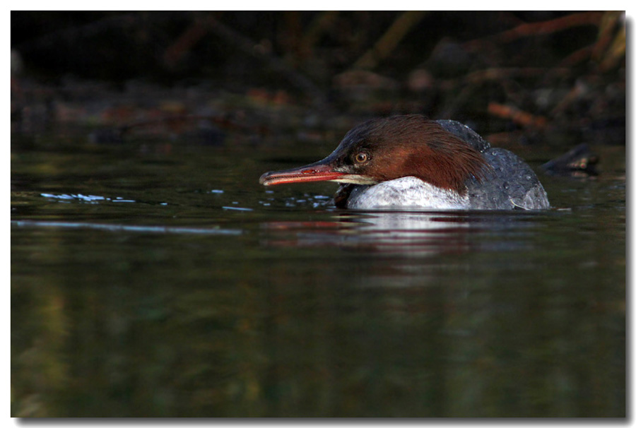 Goosander