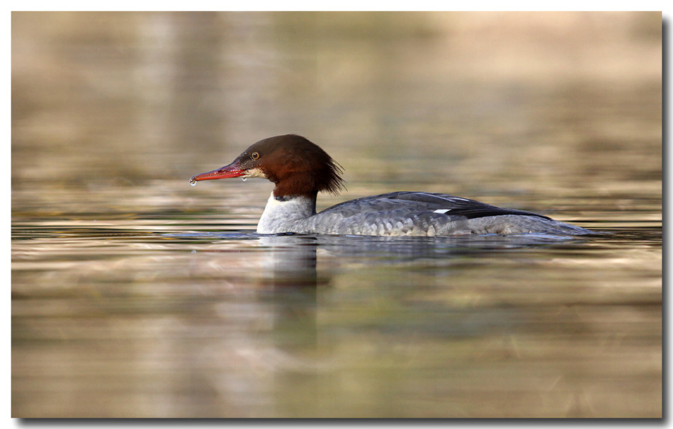 Goosander