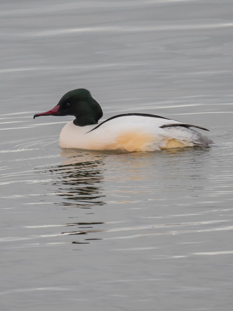 Goosander