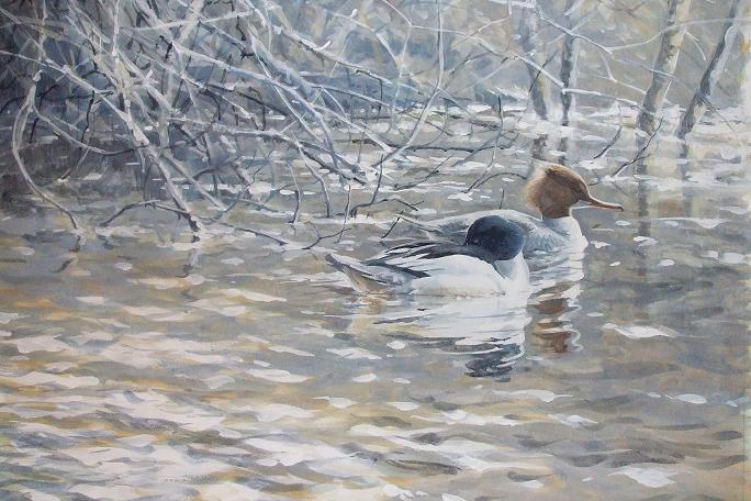 Goosanders