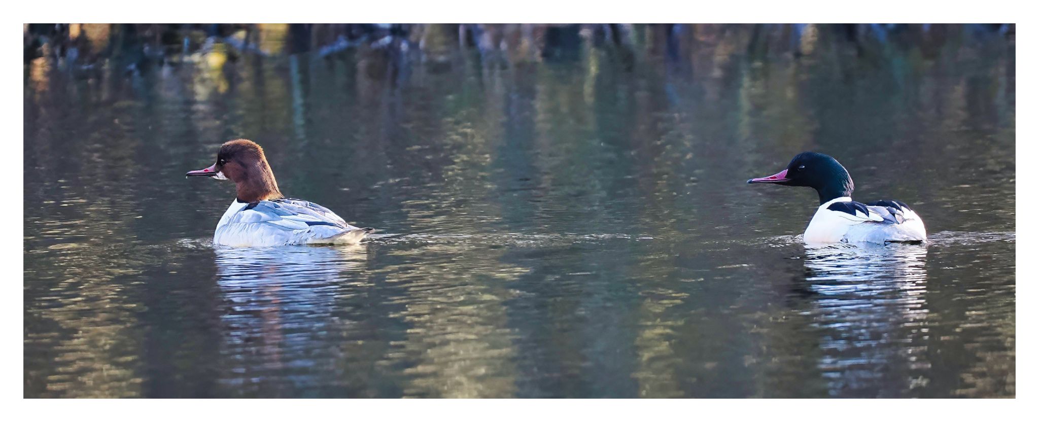 Goosanders