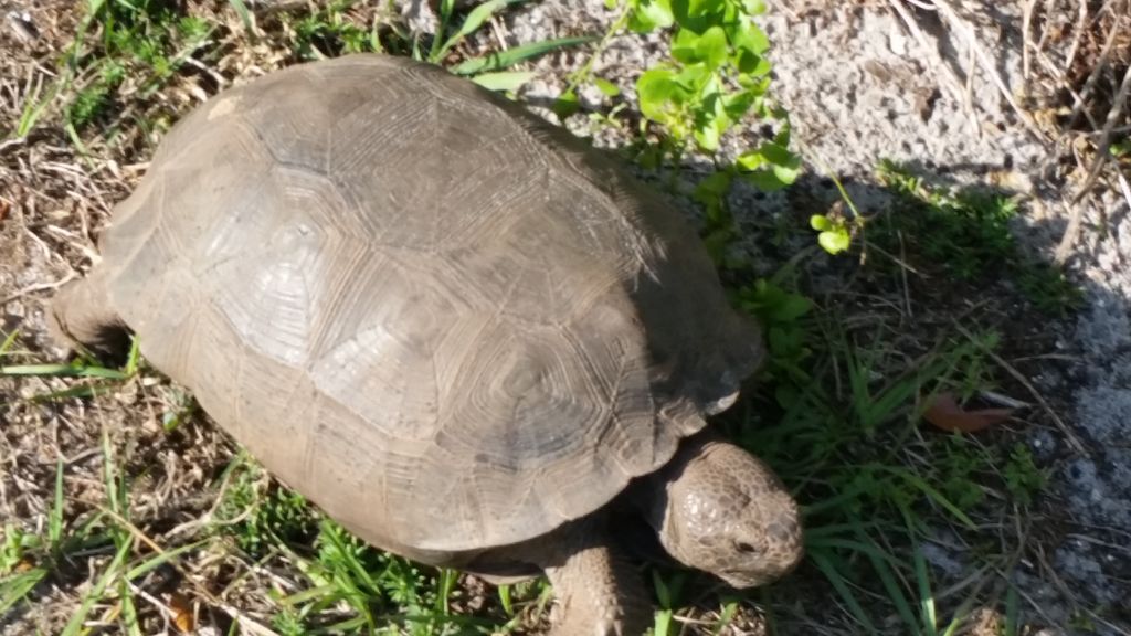 Gopher Turtles Central Florida