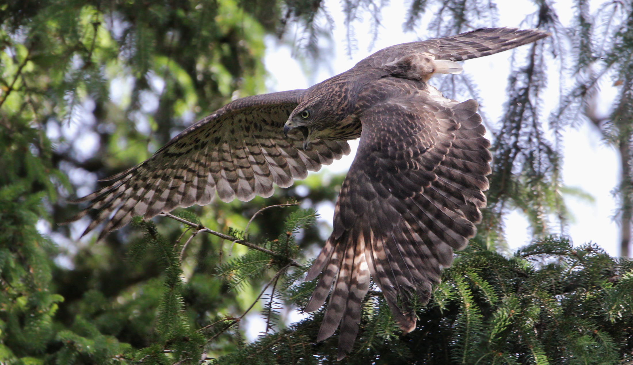 Goshawk