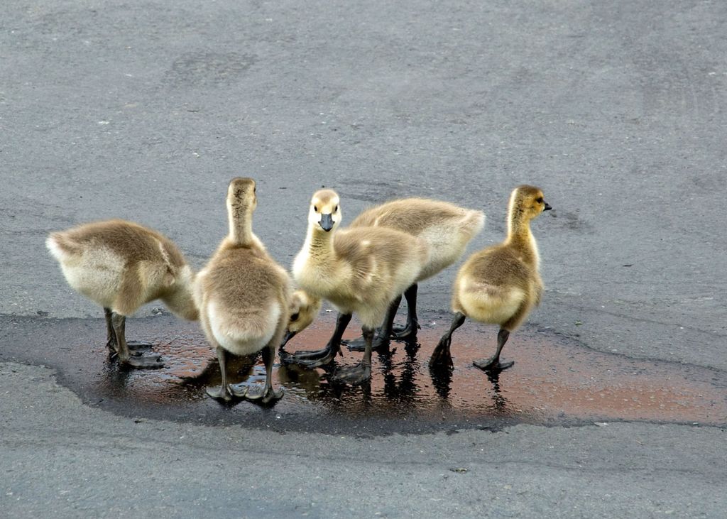 Goslings staying at the Red Lion Motel