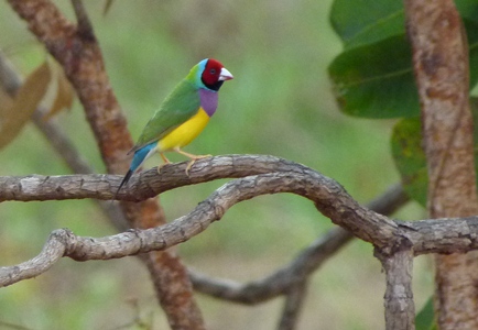 Gouldian Finch