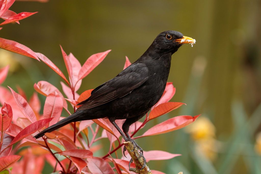 Graceful male Blackbird