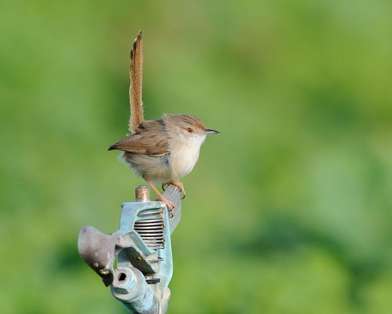 Graceful prinia