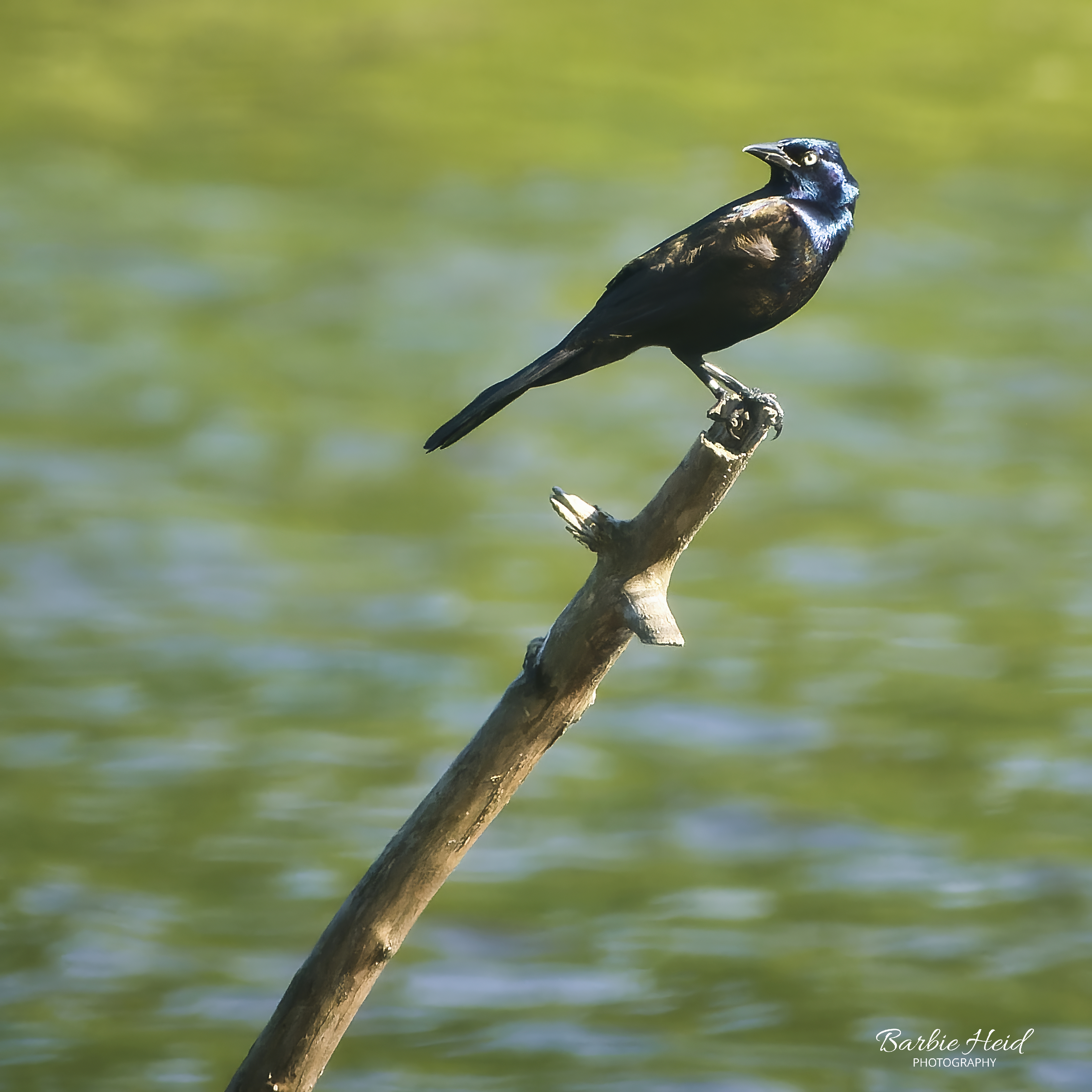 Grackle