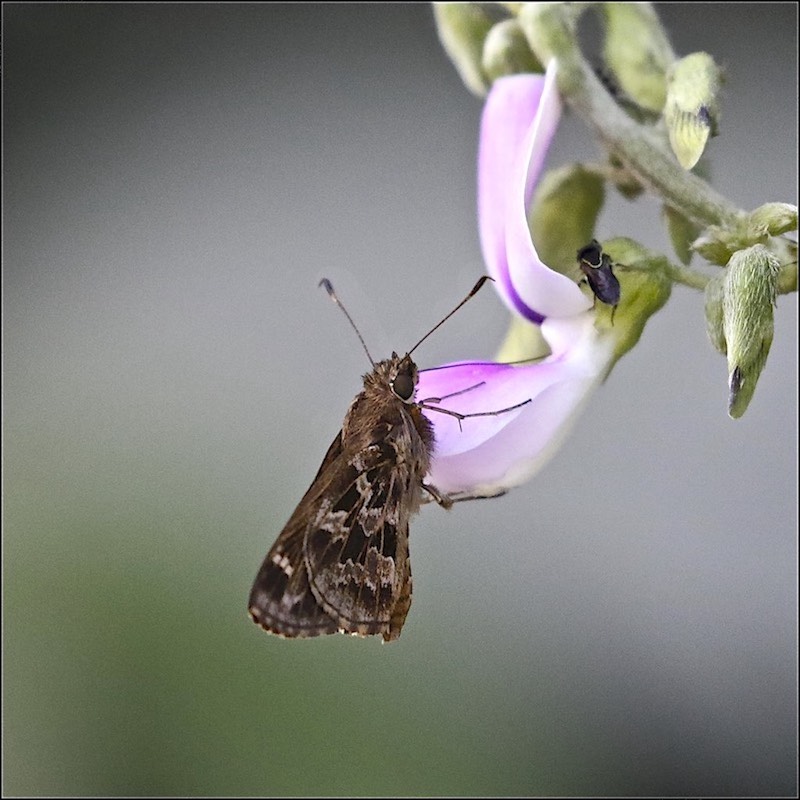 Grass Skipper