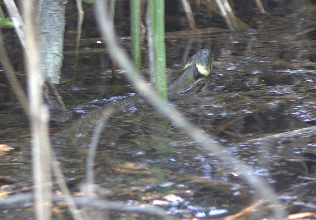 Grass Snake