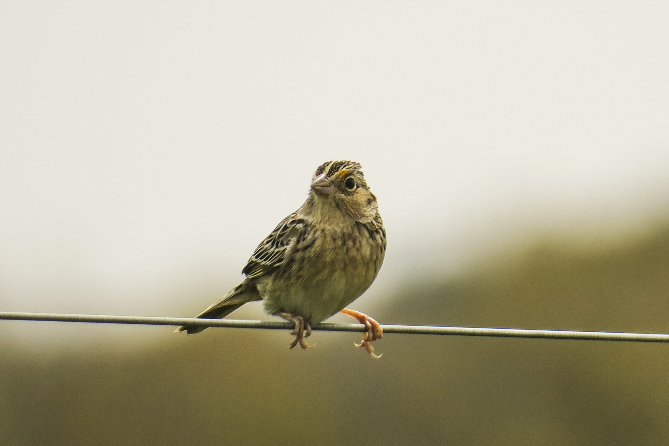 Grasshopper Sparrow