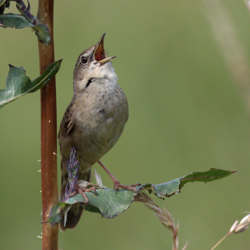 Grasshopper Warbler