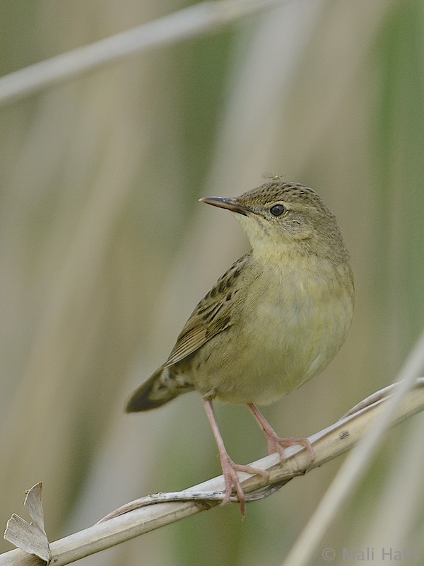 Grasshopper Warbler