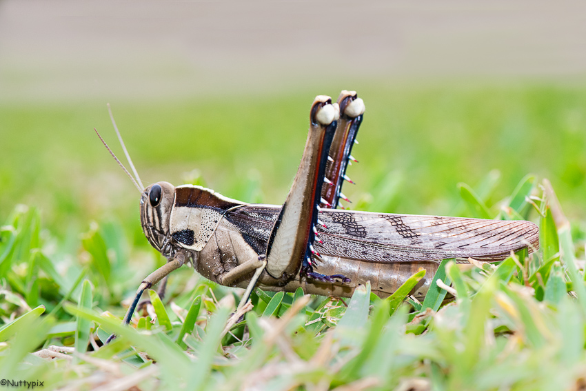 Grasshopper