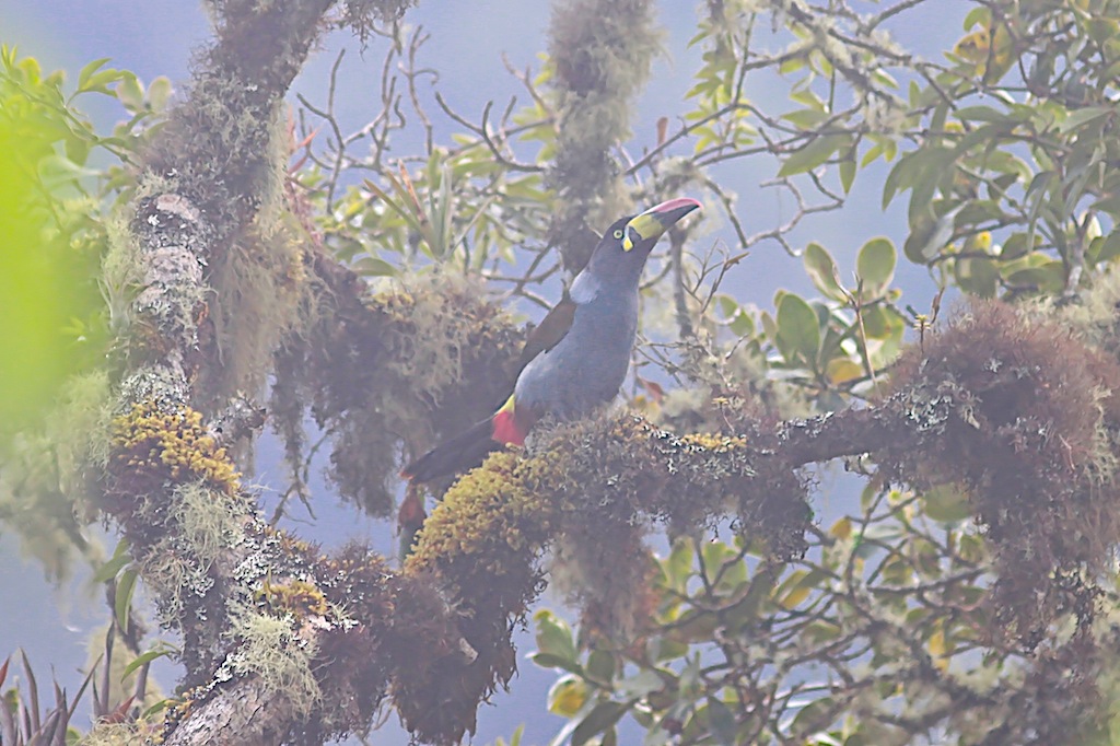 Gray-breasted Mountain-toucan