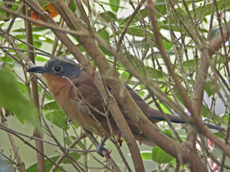 Gray-capped Cuckoo