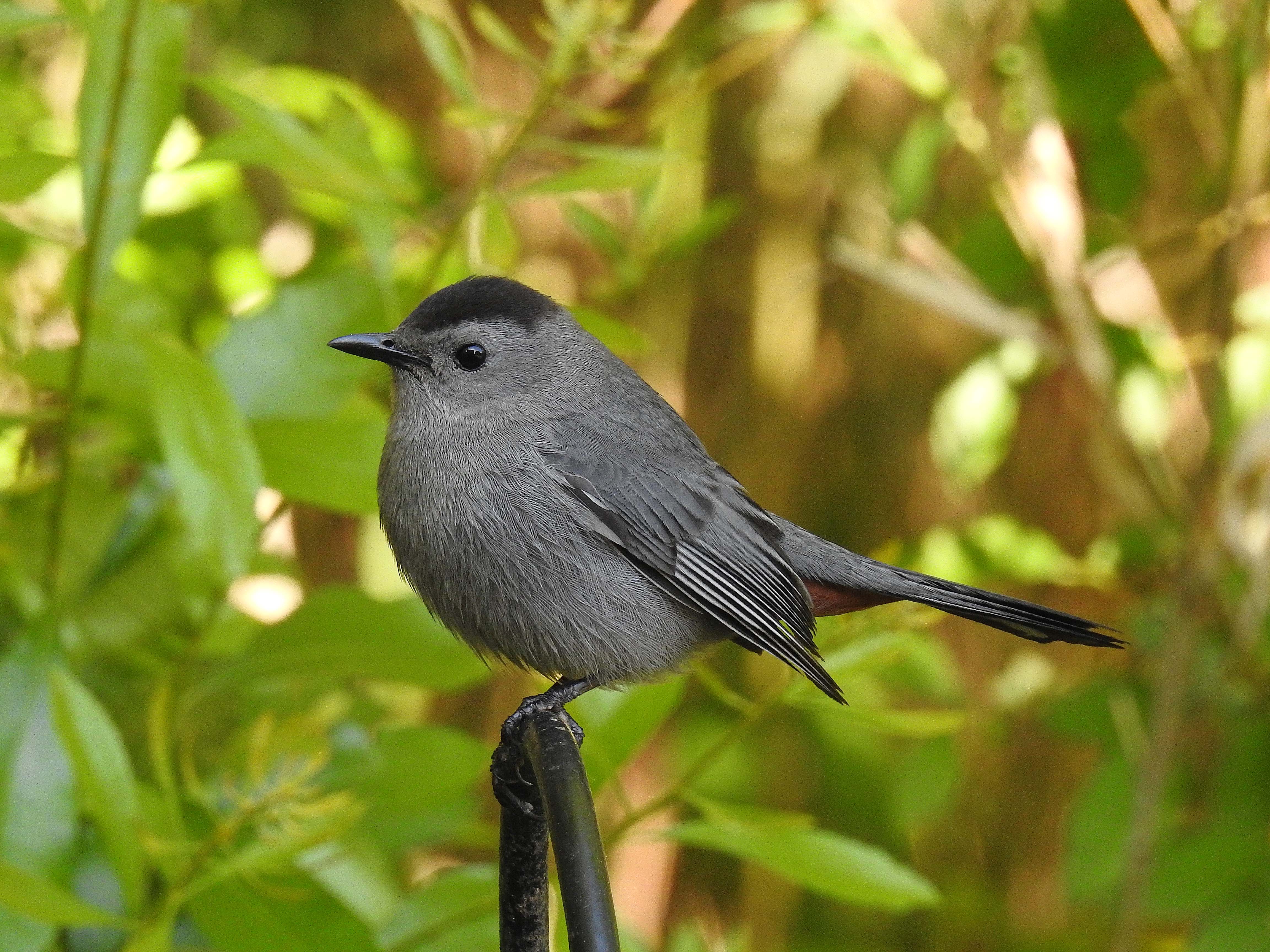 Gray Catbird.jpg