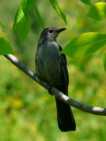 Gray Catbird