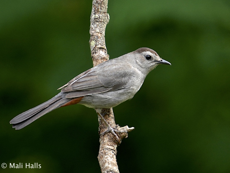 Gray Catbird