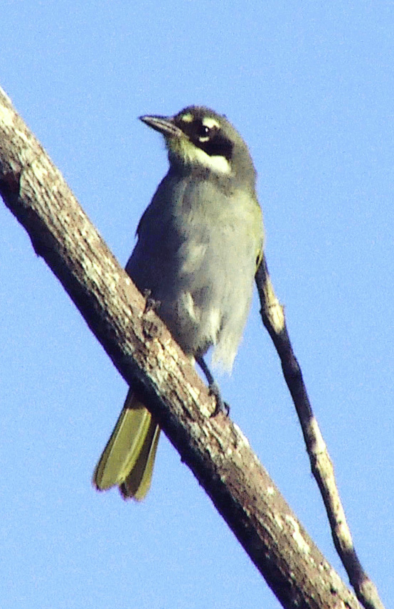 Gray-crowned Palm Tanager