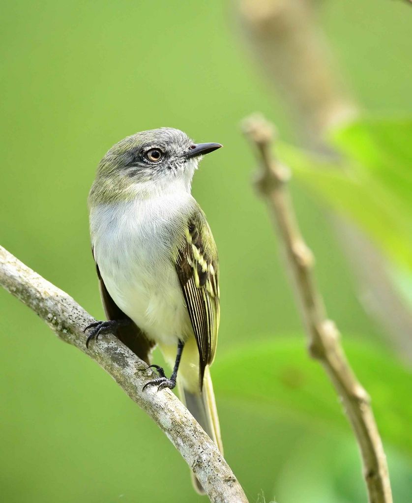 Gray Elaenia (Myiopagis caniceps)