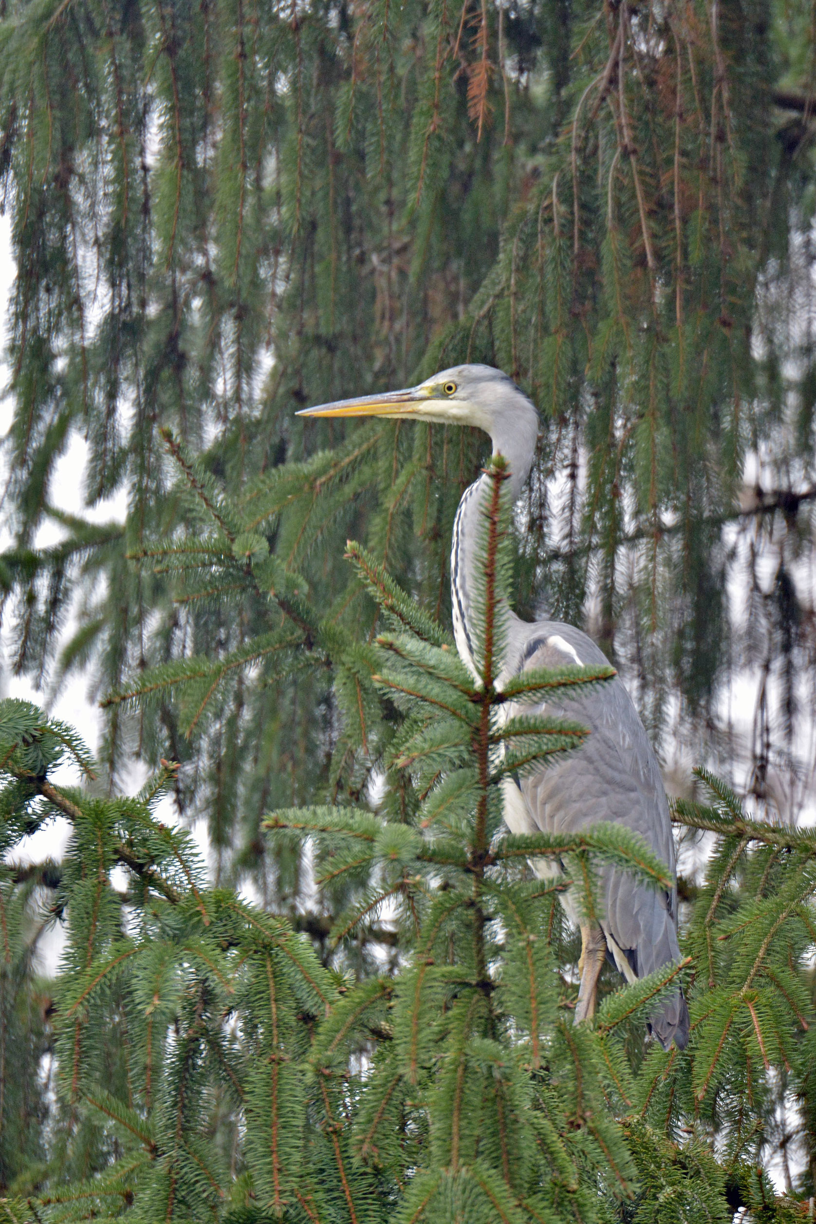 Gray-heron.jpg