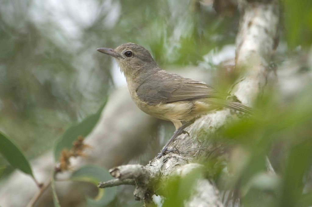 Gray Shrike-thrush