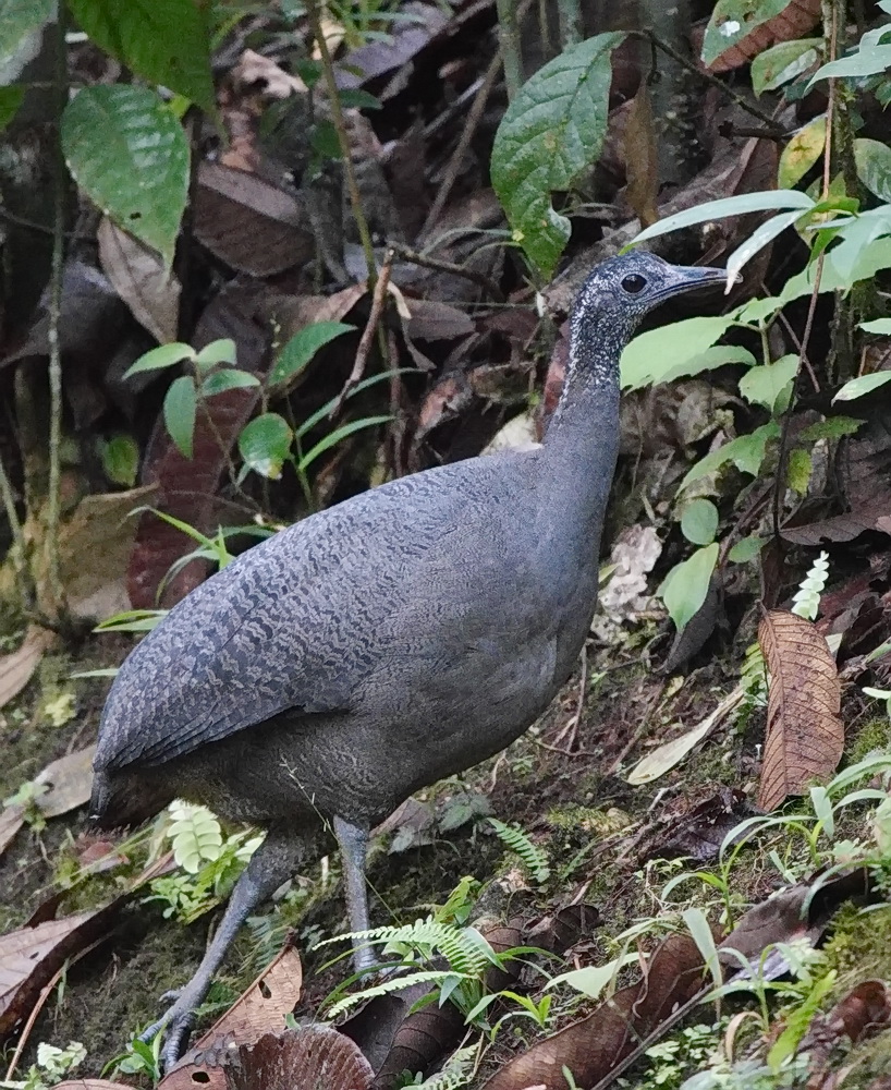 Gray Tinamou