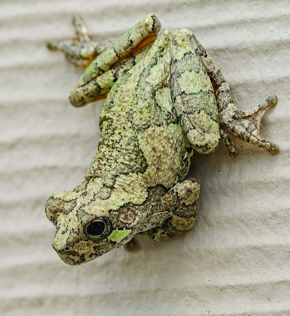 Gray Treefrog/Cope's Gray Treefrog.jpg