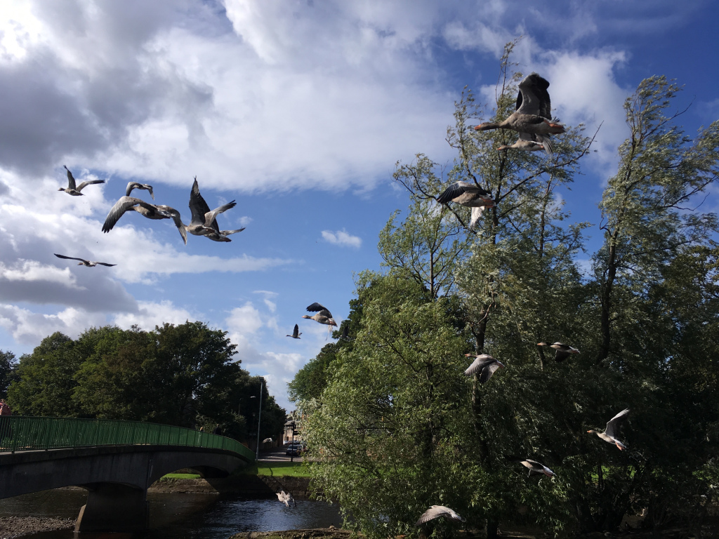 Graylag Geese