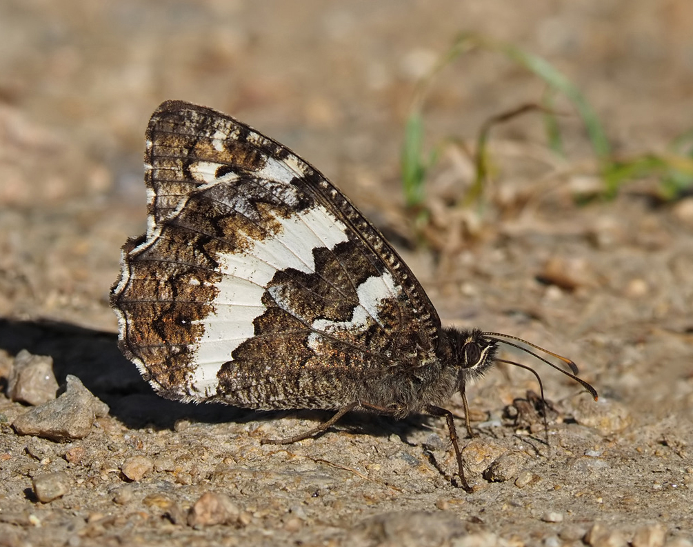 Great Banded Grayling