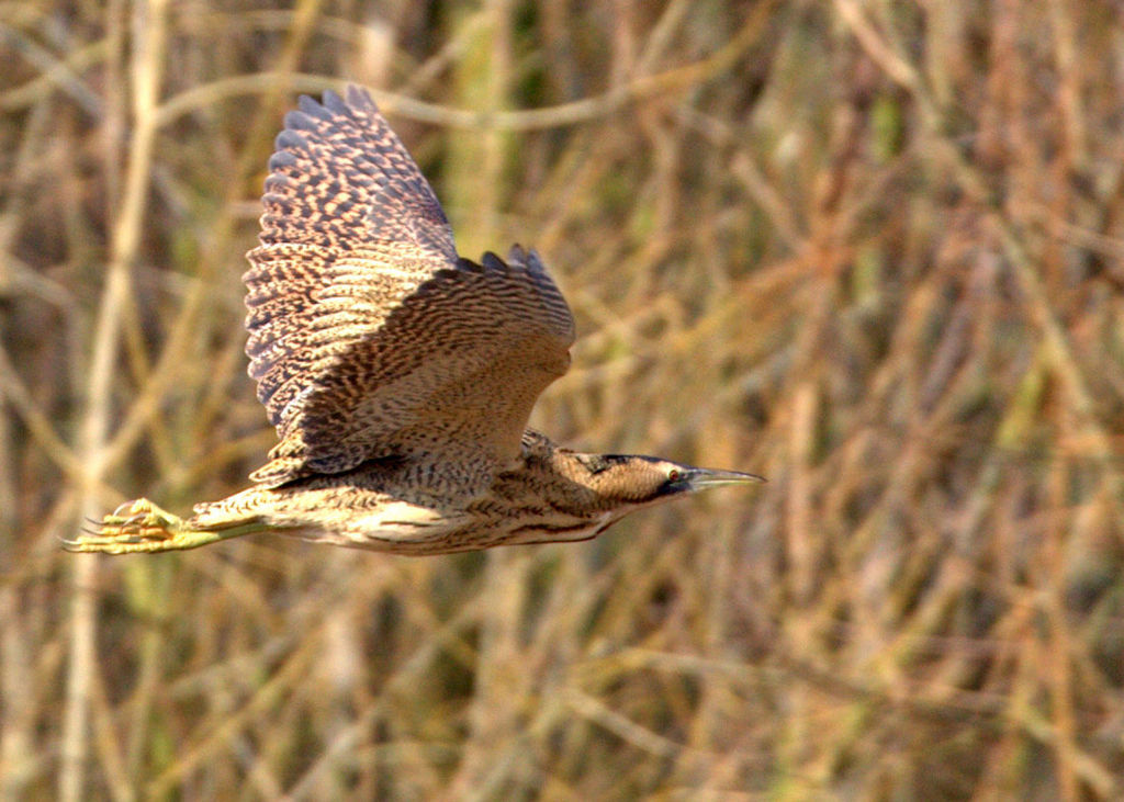 Great Bittern