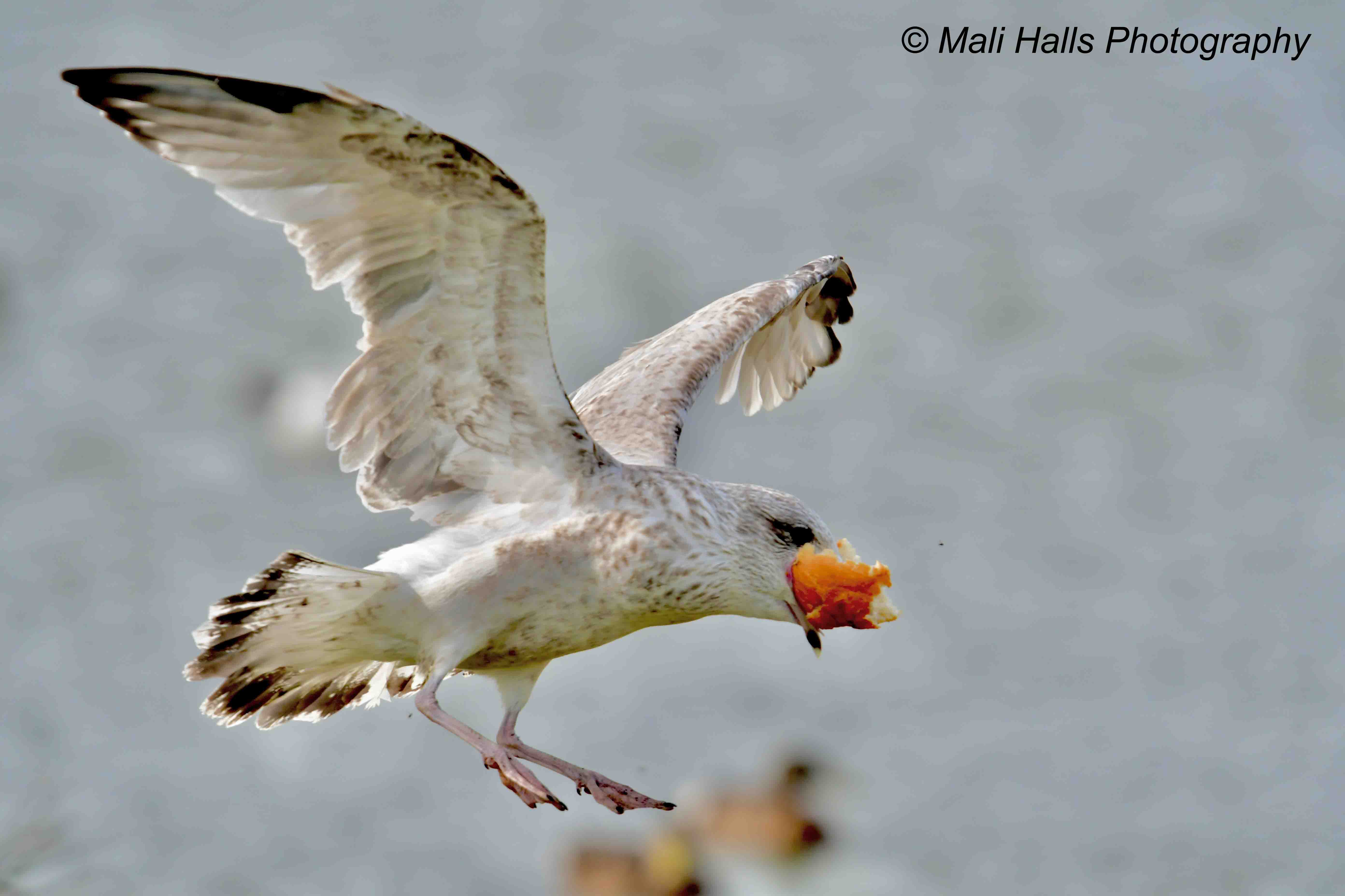 Great Black-backed Gull 4050.jpg