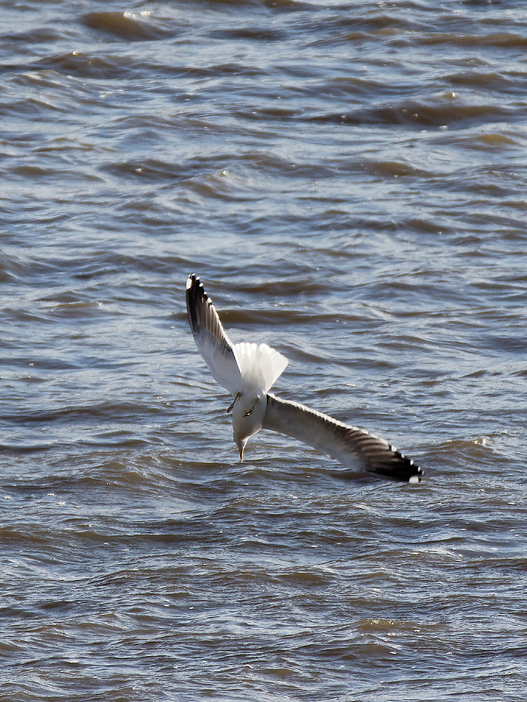 Great Black-backed Gull diving II