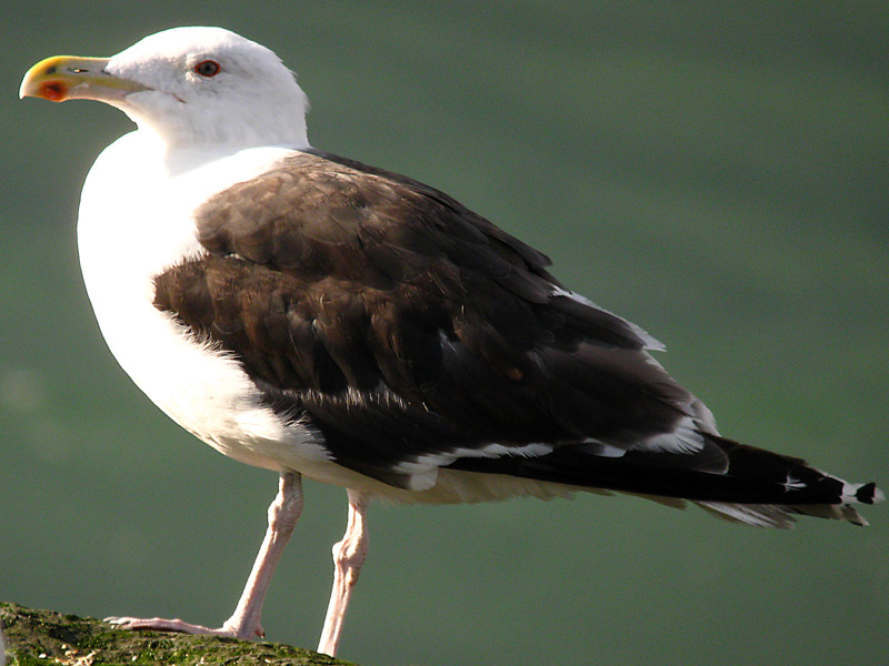 Great Black Backed Gull