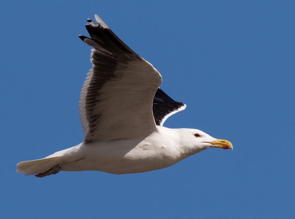 Great Black-backed Gull...