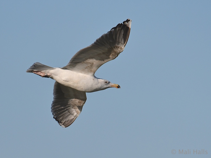 Great Black-backed Gull