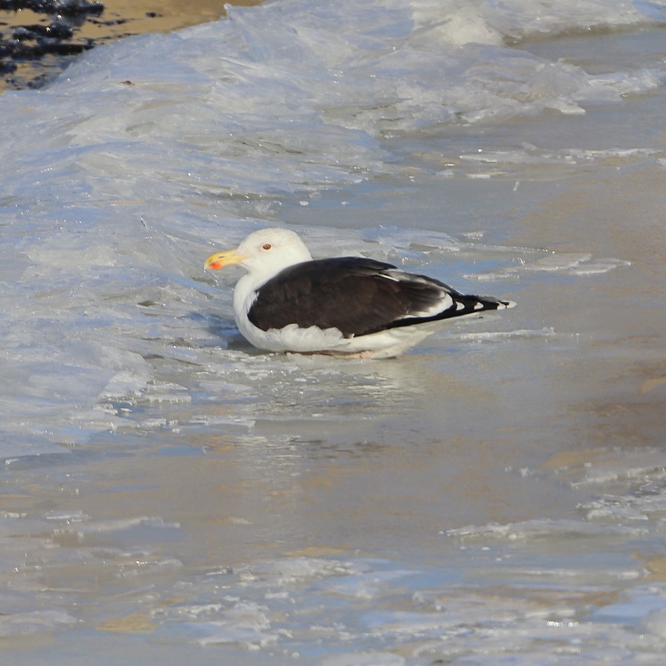 Great black backed gull