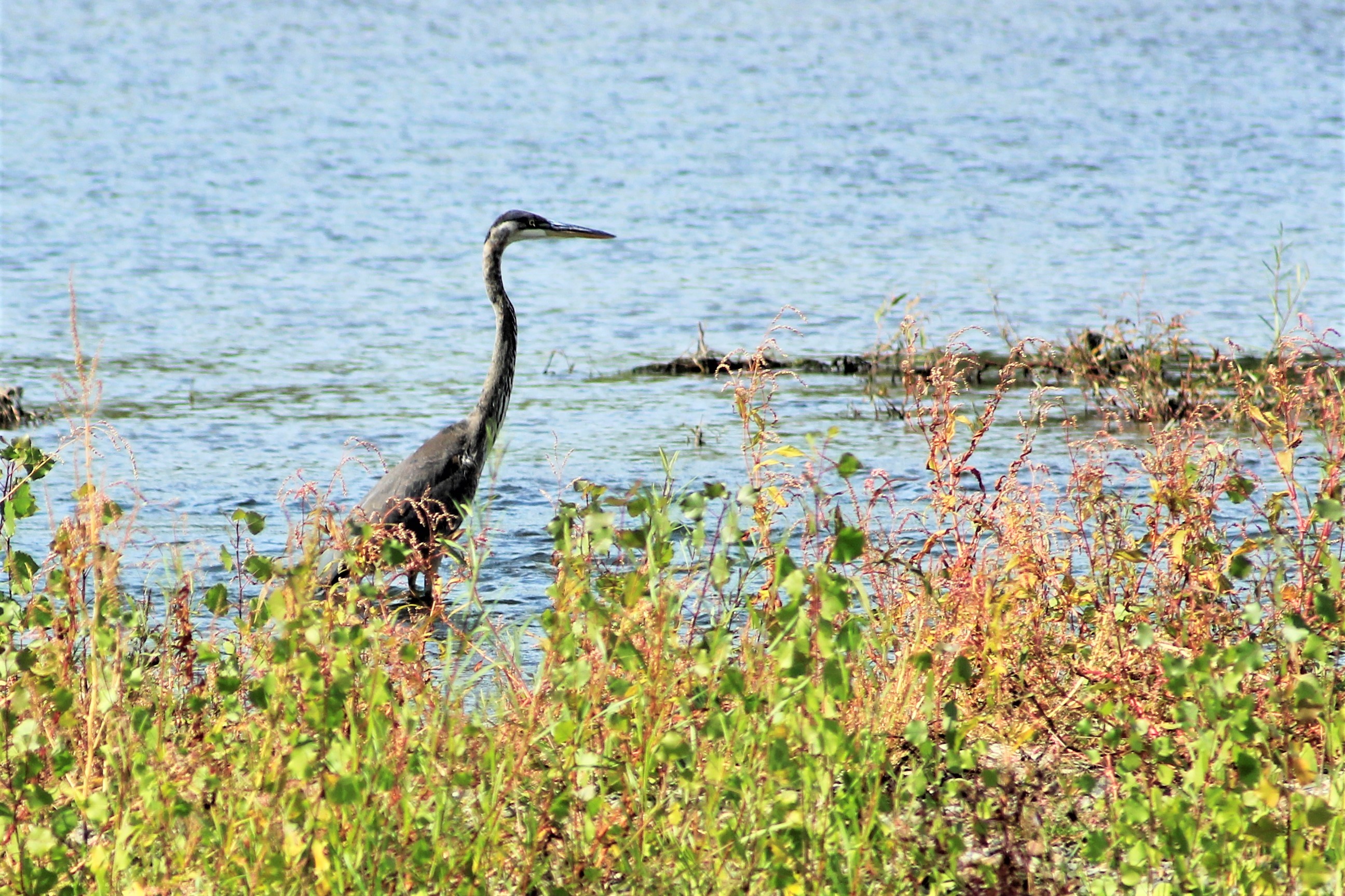 Great Blue Heron - 4