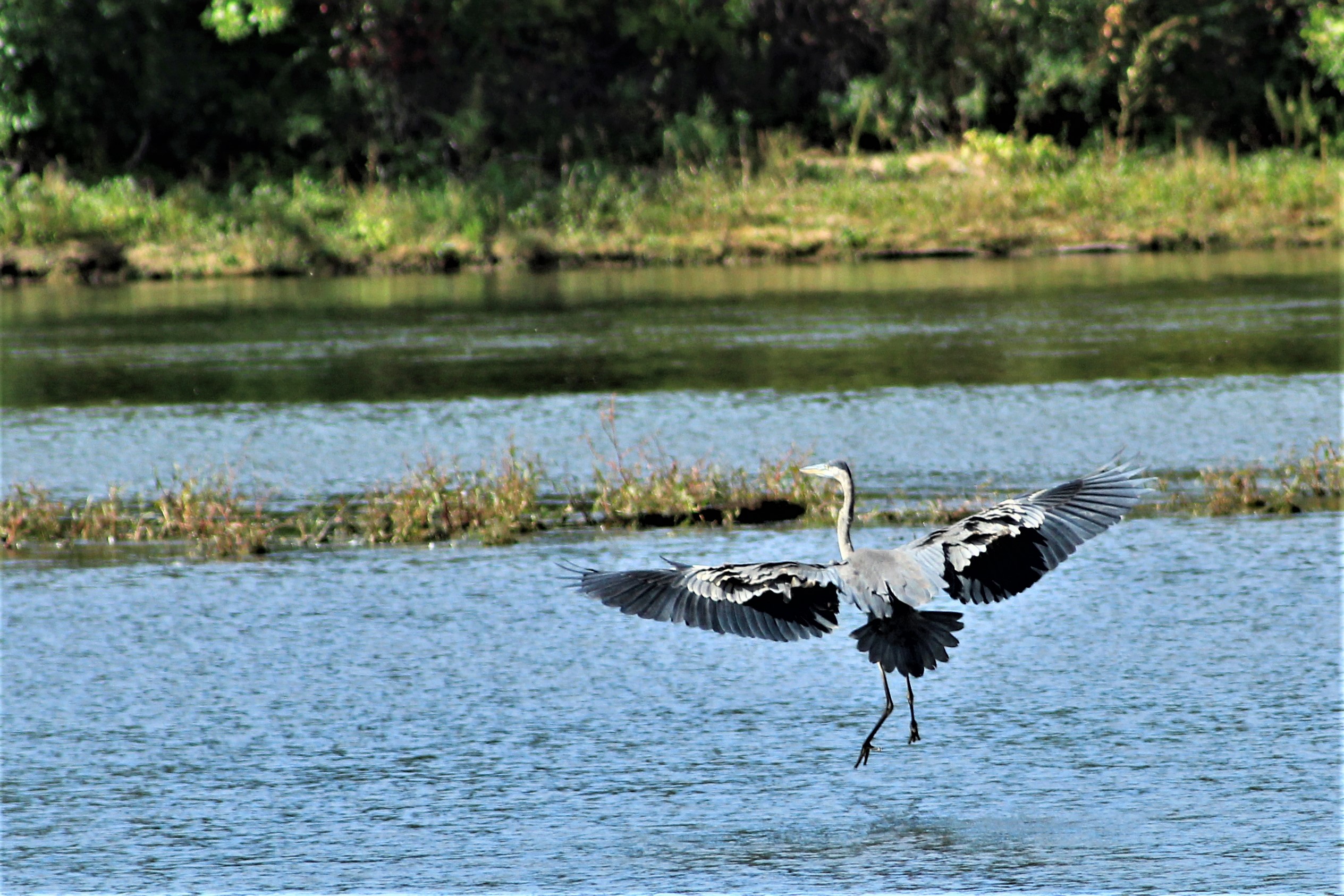 Great Blue Heron - 6