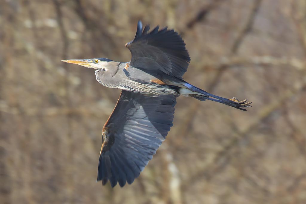 Great Blue Heron in flight