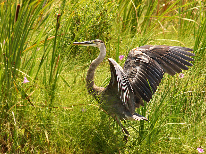 Great Blue Heron in the Grass