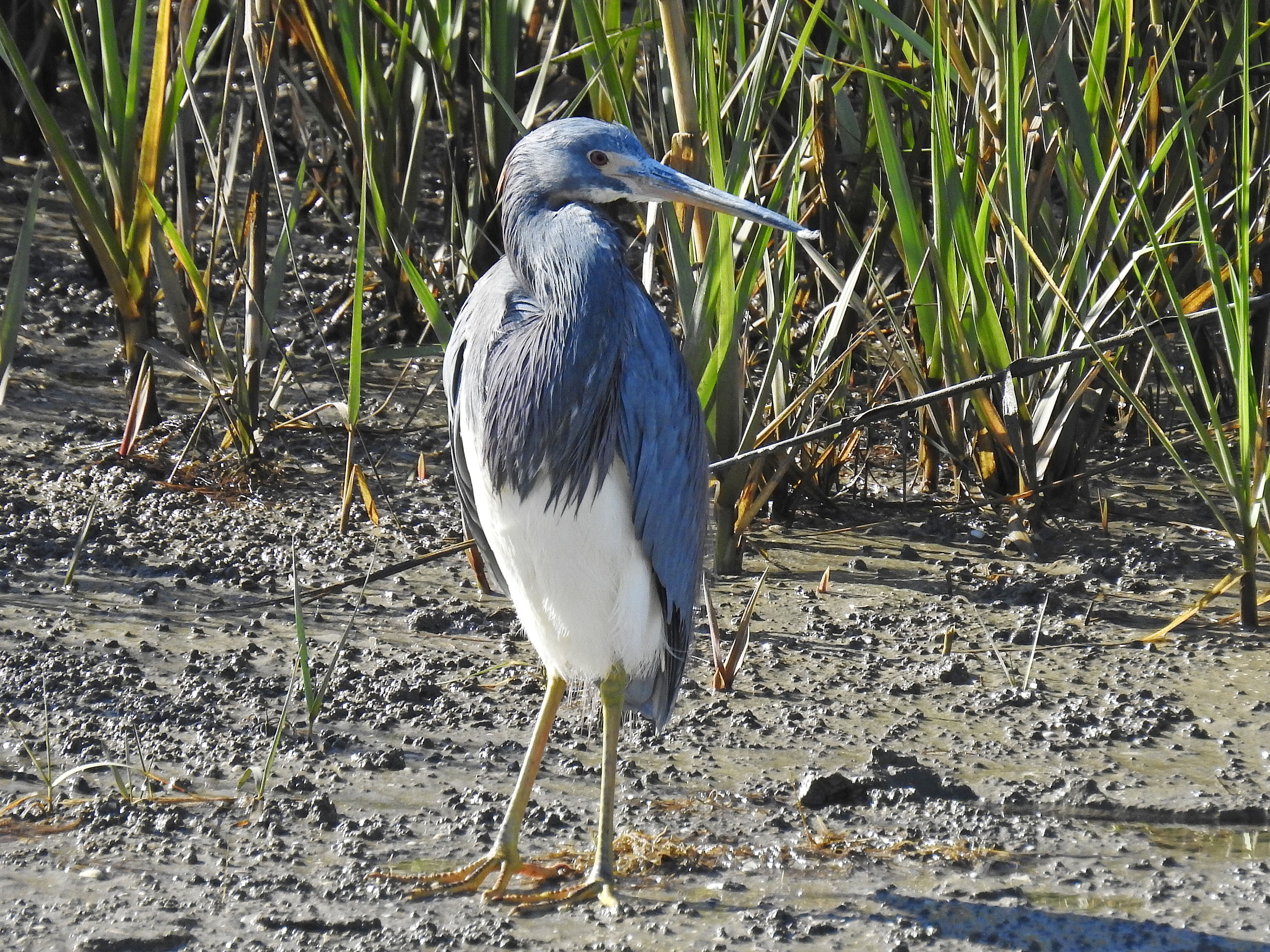 Great Blue Heron, perhaps a teen-ager.