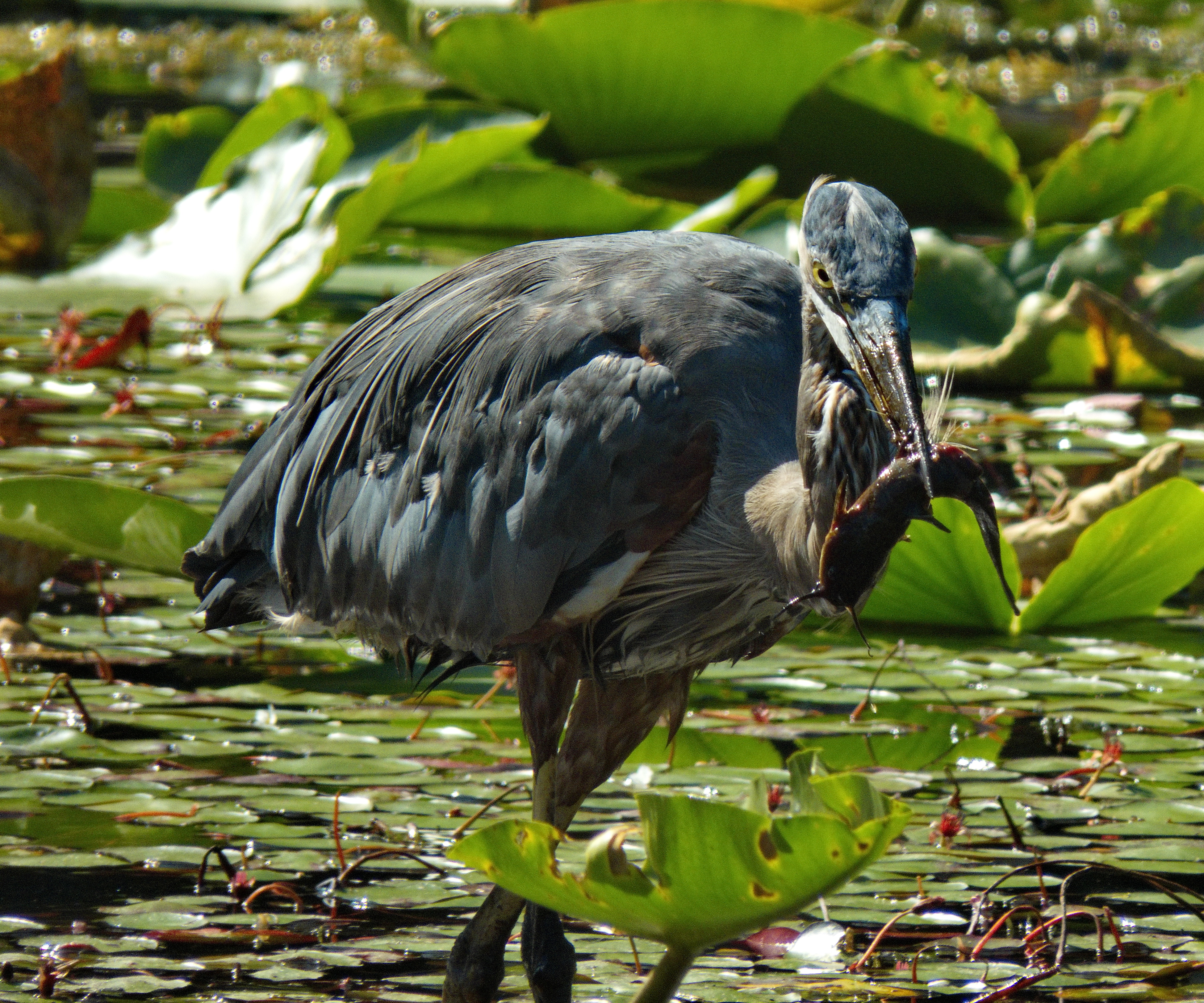 Great Blue Heron with a Brown Bullhead