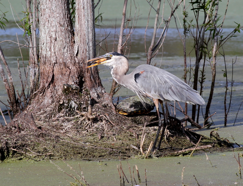 Great Blue Heron with fish...