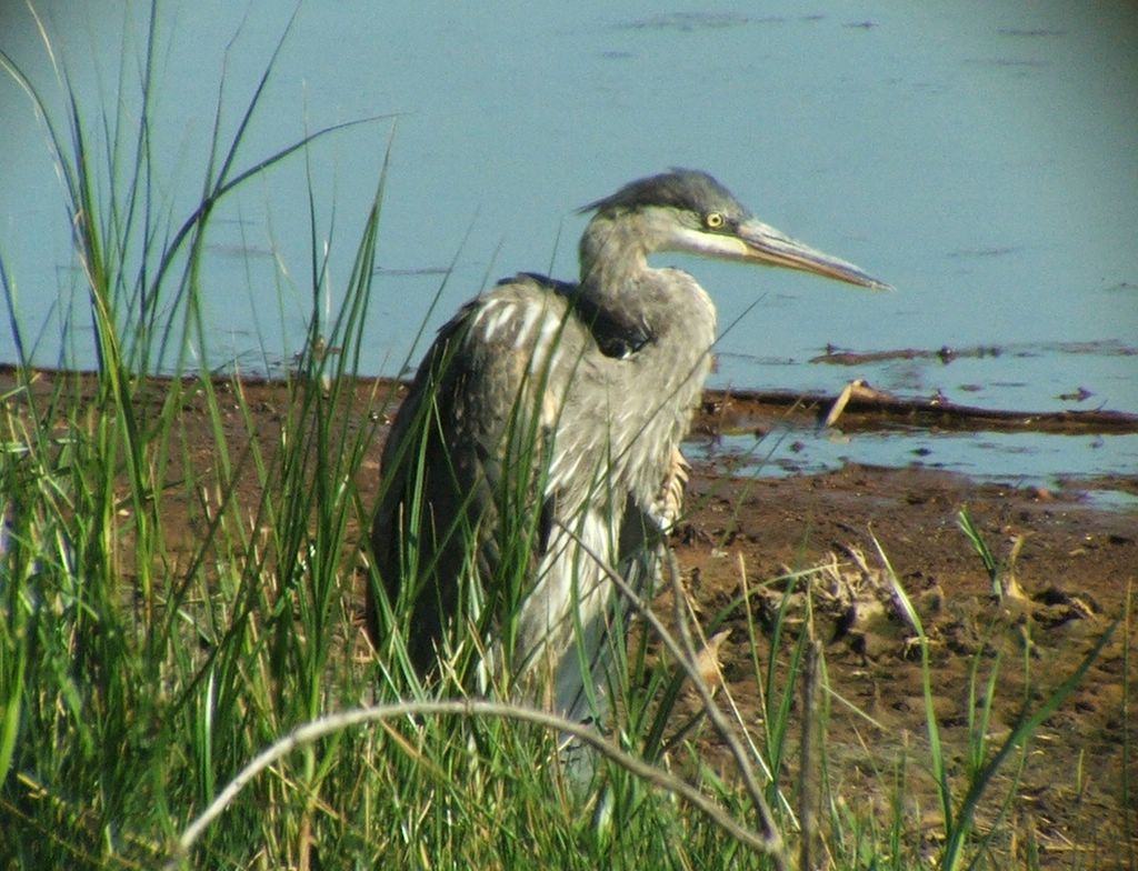 Great Blue Heron