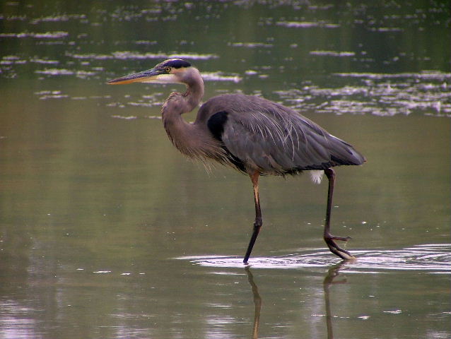 Great Blue Heron