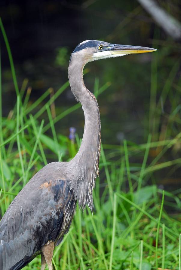 Great blue heron